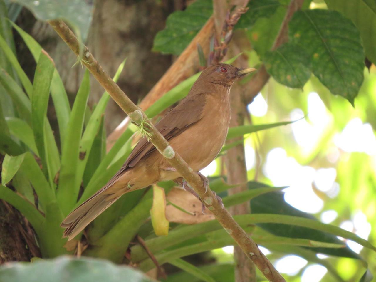 Eya Ecolodge San Isidro De El General 외부 사진